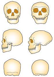 Homo Definition Und Synonyme Von Homo Im Worterbuch Spanisch