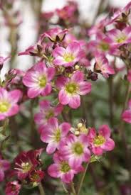 Saxifraga Peter Pan P9 Tuinwinkel Nl Tuinplanten Rotsplanten Planten