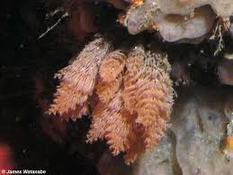 Image result for Gymnosporia oxycarpa