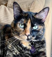 Whiskers are harder, thicker, and firmer hairs on a cat that allow a cat to sense what's around them quickly and easily, which makes getting into small spaces, gauging whether their bodies can even fit. White Whiskers On One Side Black On The Other Cats
