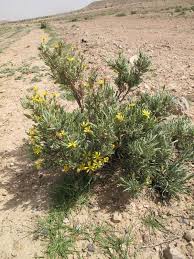 Image result for Hertia