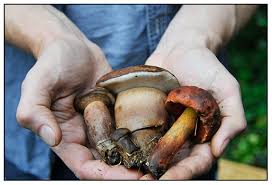 Image result for Boletus separans