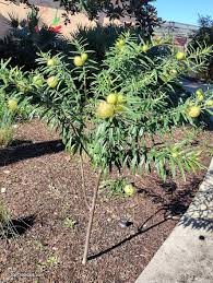 Image result for Gomphocarpus swynnertonii