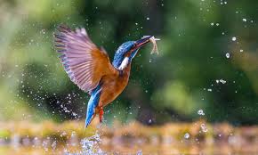 News, reviews, and discussion about camera tech, including digital cameras, dslrs, and the latest events in the world of photography. Why You Need A Proper Camera For Brilliant Bird Photography Which News
