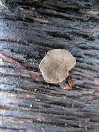Image result for Polyporus pendulus
