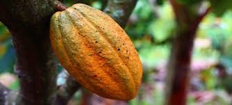 The mature tree is 8 to 10 feet tall and 3 to 5 feet wide. Bearing Fruit Meaning Examples Etc Salvationcall