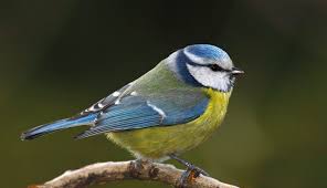 Comment Attirer Les Oiseaux Au Jardin Arbuste Fruitier Oiseaux Cornouiller