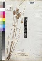 Image result for Pycreus aethiops