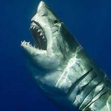 The fourth nine holes actually split up part of what was originally the south course. Tiburon Blanco Home Facebook