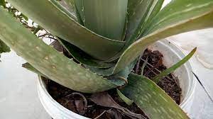 Oct 08, 2020 · houseplants can add color and fresh air to a room. 51 How To Prune Aloe Vera Plant Hindi Urdu 17 6 16 Youtube