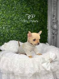 The best places to look are reputable dog breeders with certificates from the adba (american dog breeders association) if possible. Rose Tiny Teacup Apple Head Chihuahua Puppy Tiny Paws