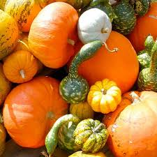 Image result for Cucurbita
