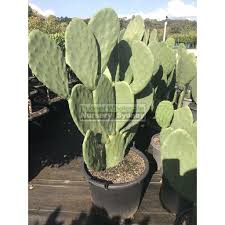 Prickly pear cacti are found throughout the americas, especially in the planes and deserts of the u.s. Prickly Pear Plant Xxlarge 45l Opuntia Budget Wholesale Nursery Sydney