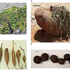 Image result for Sphenostylis briartii