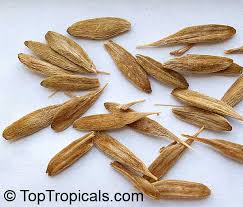 Image result for Strophanthus kombe