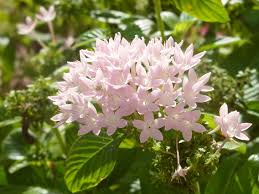 Image result for Pentas