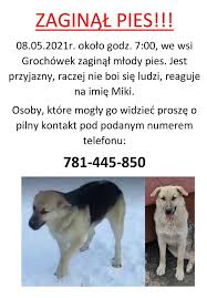 Zaginął pies płochacz niemiecki nagroda. Zaginal Pies Widziales Go Zadzwon