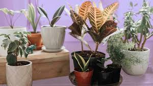 Maybe you would like to learn more about one of these? 52 Best Indoor Plants To Liven Up Your Space In 2021 Glamour