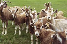 As soon as a goat figures out how to get out, she will know that little trick forever. How To Raise Goats On Your Small Farm