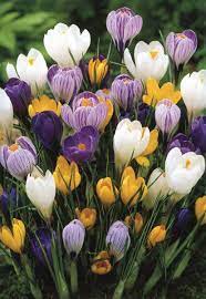 Crocus Mixed Colours Large Flowering Crocus Bulbs Crocus Bulbs Crocus Flower Spring Flowering Bulbs