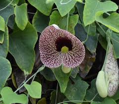 Image result for Aristolochia littoralis