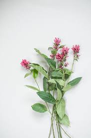 Image result for Cestrum