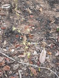 Image result for Eulophia norlindhii