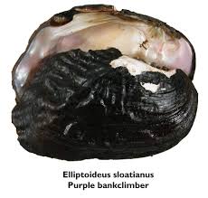 Image result for Syncolostemon sp. nov. aff. teucriifolius