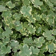 Image result for Hydrocotyle sibthorpioides