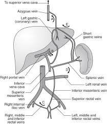 Portal Vein Medical Anatomy Human Anatomy And Physiology Human Body Anatomy