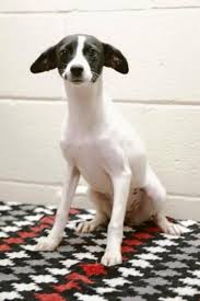 Maybe you would like to learn more about one of these? The 50 Cutest Rescue Dogs In The Country State By State Check Out Miss South Carolina Glamour