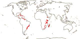 Image result for Canellaceae