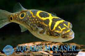 Tetraodon fluvialatilis is found in sri lanka , bangladesh, myanmar and borneo. Dichotomyctere Hashtag On Twitter