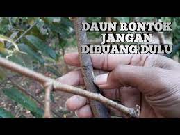 Pohon durian rontok daun dan cara mengatasinya. Jika Daun Durian Rontok Jangan Dibuang Dulu Youtube