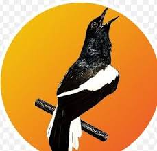 Harga burung kacer terbaru 2021 | ⭐ dapatkan diskon dan promo hanya di pengicau.net harga murah terpercaya gratis ongkir cicilan 0%. Bolot Darwin Bolotdarwin Profile Pinterest