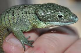 Abronia Graminea Black Eye Eye Black Reptiles And Amphibians Amphibians