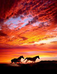 Joy Bella On Twitter Horses Beautiful Nature Nature