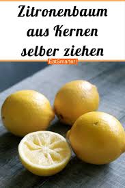 Zitronenbaum Aus Zitronenkernen Selber Ziehen In 2020 Zitronen Baum Zitronenbaum Zitronenpflanze