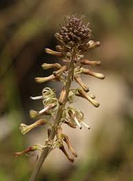 Image result for Drimia elata