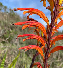 Image result for Afroqueta capensis
