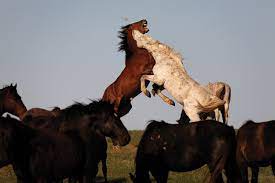 Oregon's wild horse populations increase 20 percent every year and are appreciated for their high quality and color. Is There A Way Through The West S Bitter Wild Horse Wars Nowhere To Run High Country News Know The West
