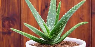 Aloe veranın kozmetik ve tıp alanında devasa yavru aloe vera saksı içerisinde sol el aracılığıyla ortalanıp oturtulur. Aloe Vera Bitkisi Nedir Aloe Vera Bitkisinin Bakimi Nasil Yapilir