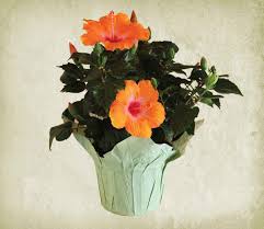 Caring for your tropical plants: Top 15 Indoor Flowering Plants Livinghours