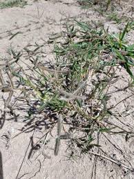 Image result for Dactyloctenium australe