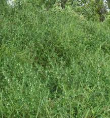 Image result for Justicia stachytarphetoides