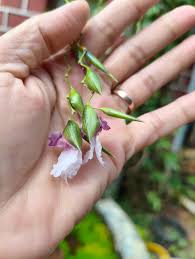 Image result for Ecbolium hastatum