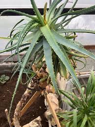 Image result for Cissus guerkeana