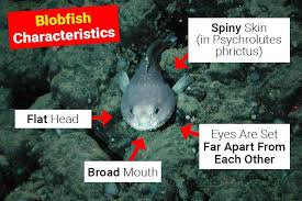 Image result for blobfish