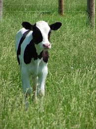 Black And White Cow Name Holstein Calf Cow Dairy Cows Dairy Cows Holstein