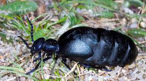 Gegen den käfer mit brauner farbe können sie auf einfache mittel zurückgreifen und müssen nicht unbedingt chemiekeulen zum einsatz bringen. Der Schillernde Aber Todliche Olkafer Das Insekt Des Jahres Kommt Auch In Rosenheim Vor Landkreis